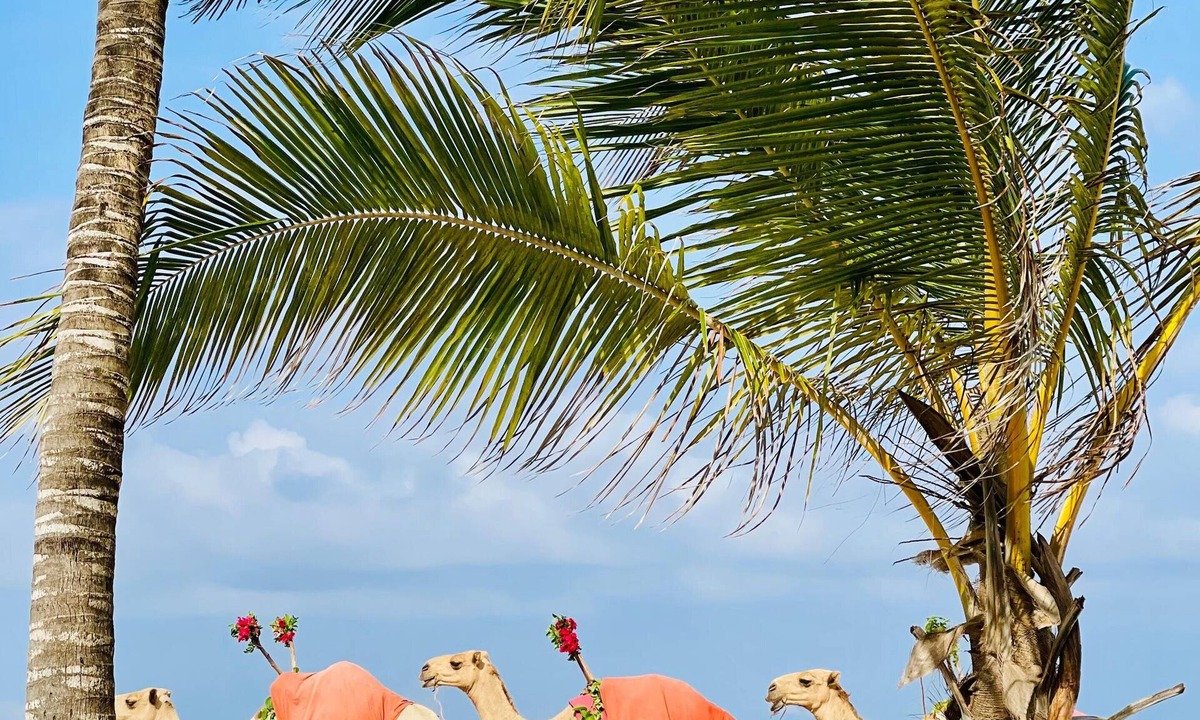 Diani Beach Apartment | 2-bedroom Diani Beach apartment paradise on delightful Diani Beach with WiFi, AC