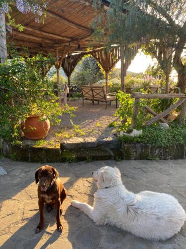Piano di Sorrento House | Agriturismo L'Olivara