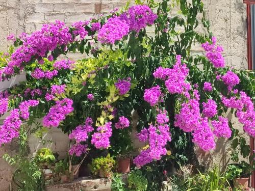 Palombaro Bed & Breakfast | Antica Cluviae