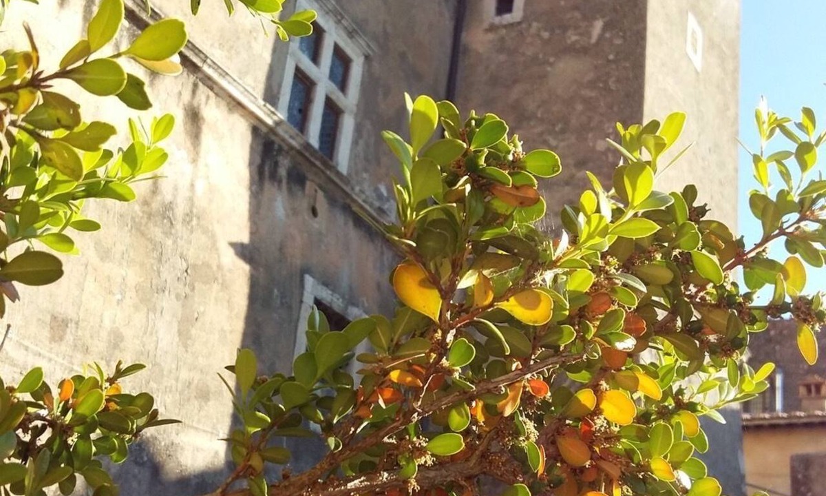 Fiano Romano Bed & Breakfast | Antica Corte del Castello