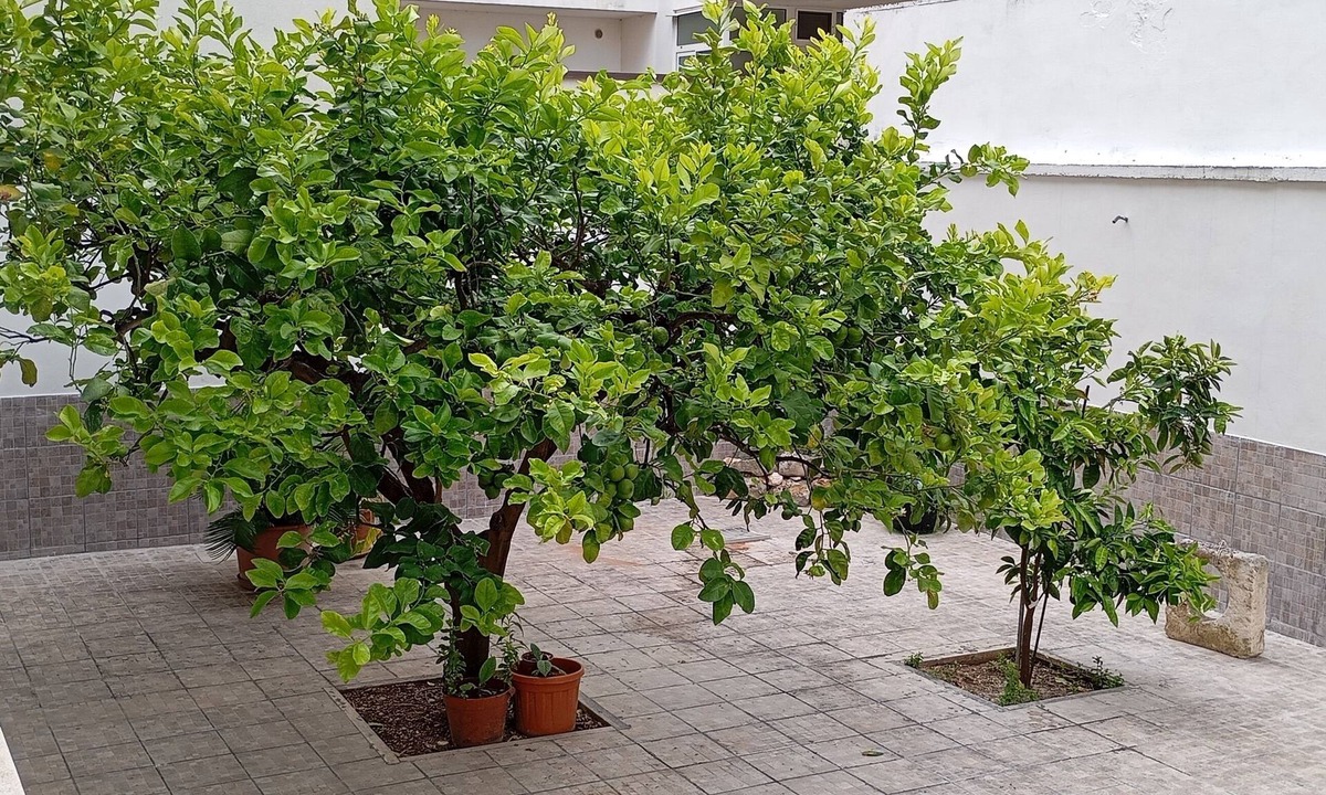 Sammichele di Bari Bed & Breakfast | Family apartment with fully equipped gym and outdoor garden