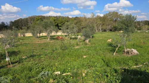 Alezio Other | Agricampeggio Tenuta Ferrario