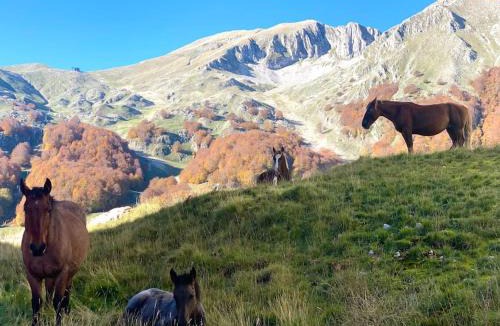 Campitello Matese Apartment | All’ombra del Miletto