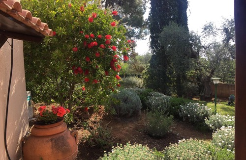 Orbetello Apartment | Apartment in Olive Trees garden with sea view