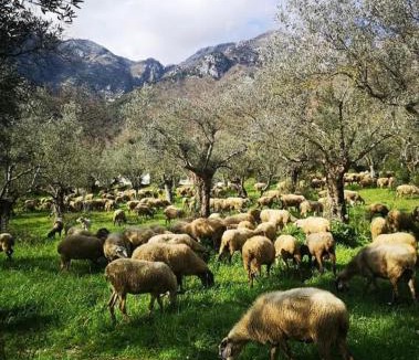 Faicchio Bed & Breakfast | Azienda Agrituristica Marenna