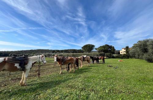 Orbetello Bed & Breakfast | B&B VALLE D'ORO