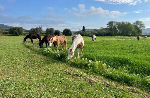 Orbetello Bed & Breakfast | B&B VALLE D'ORO