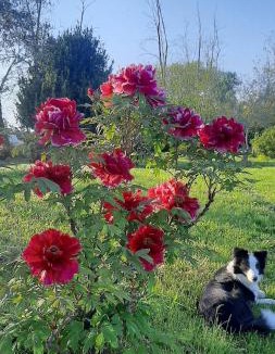Formello Apartment | Bed & Breakfast Parco di Veio