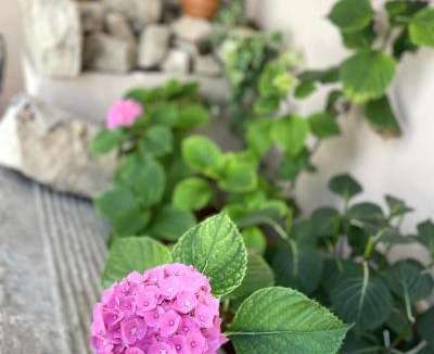 Bojano Bed & Breakfast | Boutique Hotel Palazzo Corso Umberto