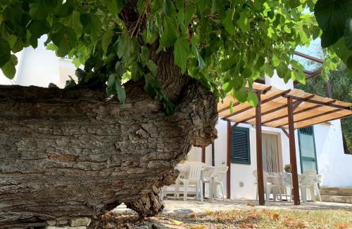 Vico del Gargano Apartment | Casa del gelso