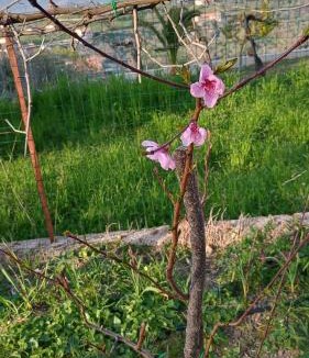 Ogliastro Cilento Bed & Breakfast | Domus amica 1