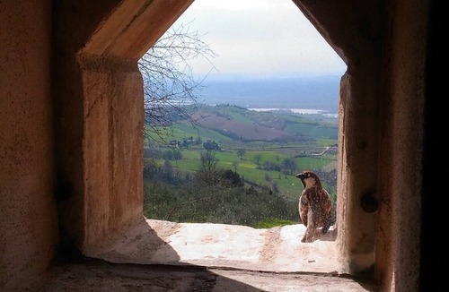 Guardea Villa | Exclusive Villa & Pool in the Olive Groves - 1 Hour to Rome, 20 Min. to Orvieto