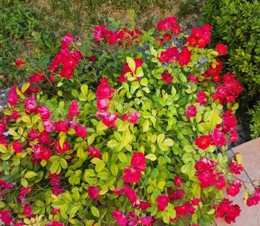 Spello Apartment | House Barbanera