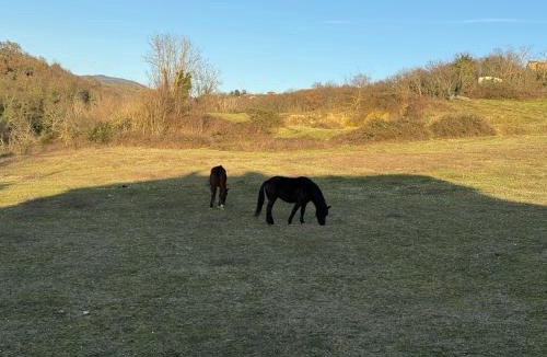 Monteleone d'Orvieto Apartment | Il Casale del Tiglio