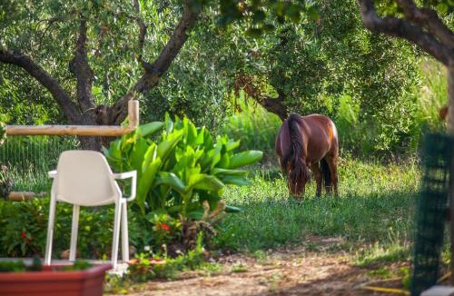 Termoli Bed & Breakfast | Il Gallo Con Gli Stivali