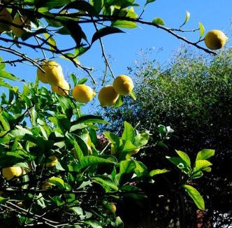 Grottaglie Bed & Breakfast | Il Giardino