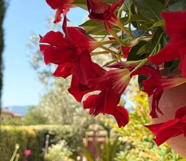 Cannara House | Il Vialetto