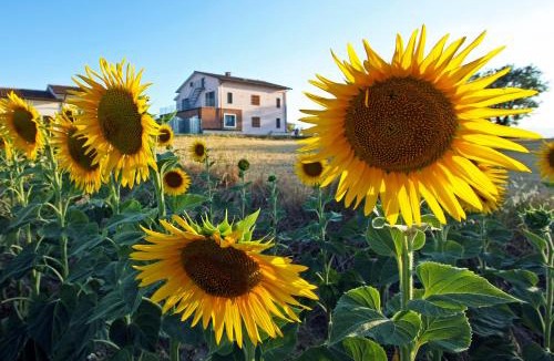 Montecastrilli House | La Collina del Girasole