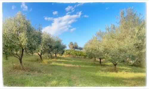 Ripatransone Bed & Breakfast | La Fonte e l Ulivo