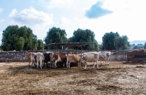Fasano House | Masseria Lamapecora