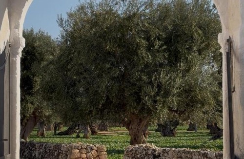 L'Assunta Apartment | Masseria Mammella