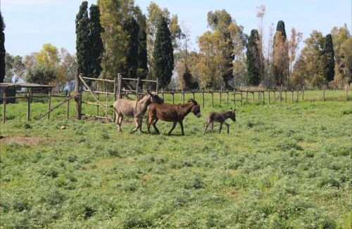 Tarquinia House | Podere Del Gesso