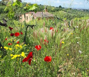 Frascati House | Poggio agli Ulivi vicolo di Colle Reti 22 Frascati