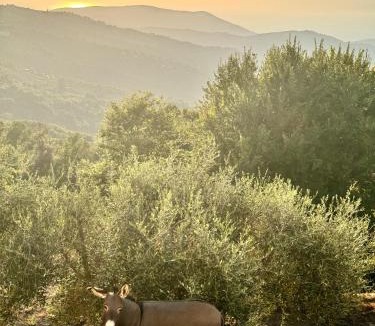 Lustra House | Residence Mancini - Cilento Home & Sunset