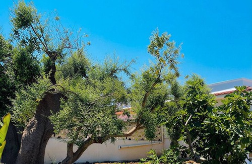 Polignano a Mare House | Tenuta Di Ruberto Polignano - Villa with Ancient Trulli, Sea View & Olive Garden