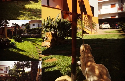 Palese Apartment | The open red tulip
