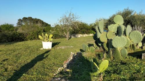 Martina Franca House | Trullo Raimondo