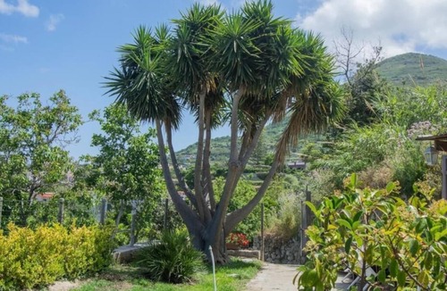 Forio Apartment | Yucca House