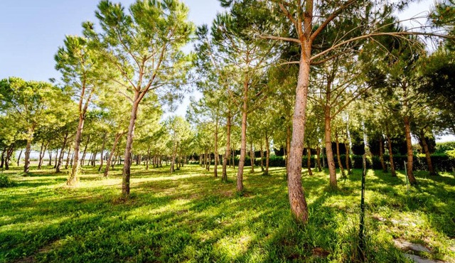Agriturismo Bio San Mamiliano