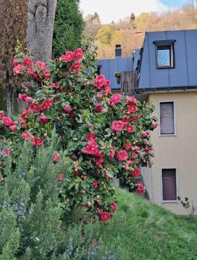 Alfaro54 in Brunate