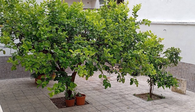 Family apartment with fully equipped gym and outdoor garden