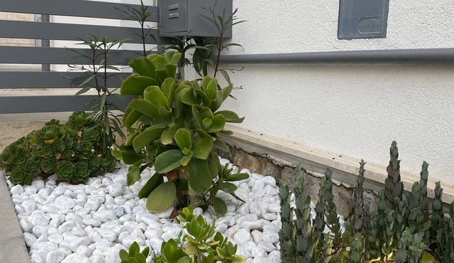 fiori di quercia