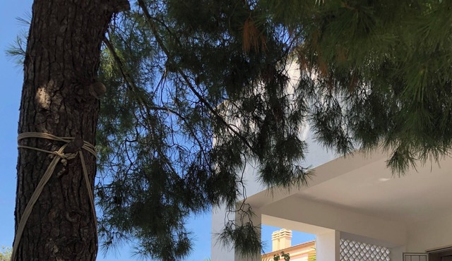 Villa Enza - 150 steps from the sea