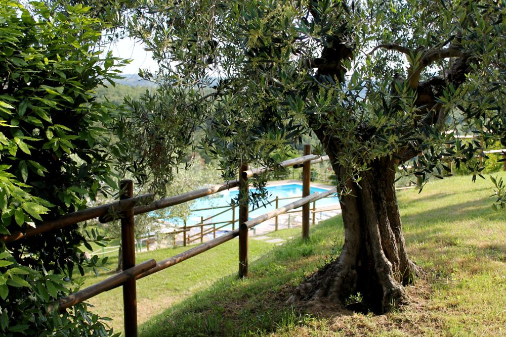 Photo of Outdoor in Popoltaio-Schiacciato