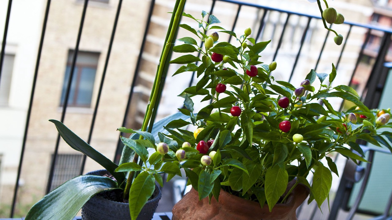 Photo of Patio Balcony in Testaccio
