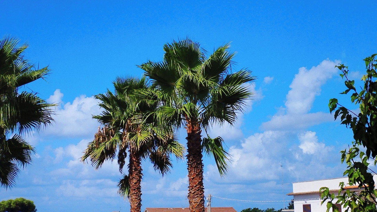 Photo of Others in Anzio