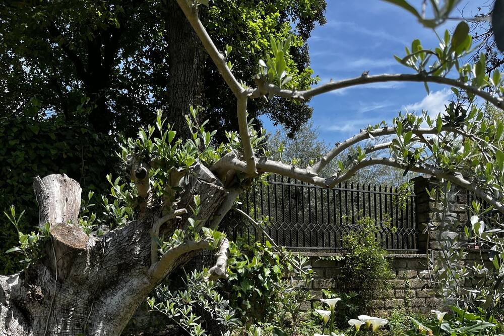 Photo of Outdoor in Maenza