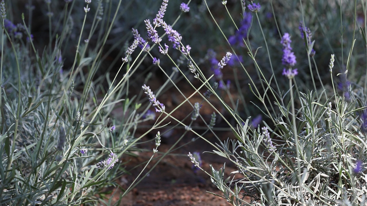Photo of Outdoor in Santa Maria di Castellabate