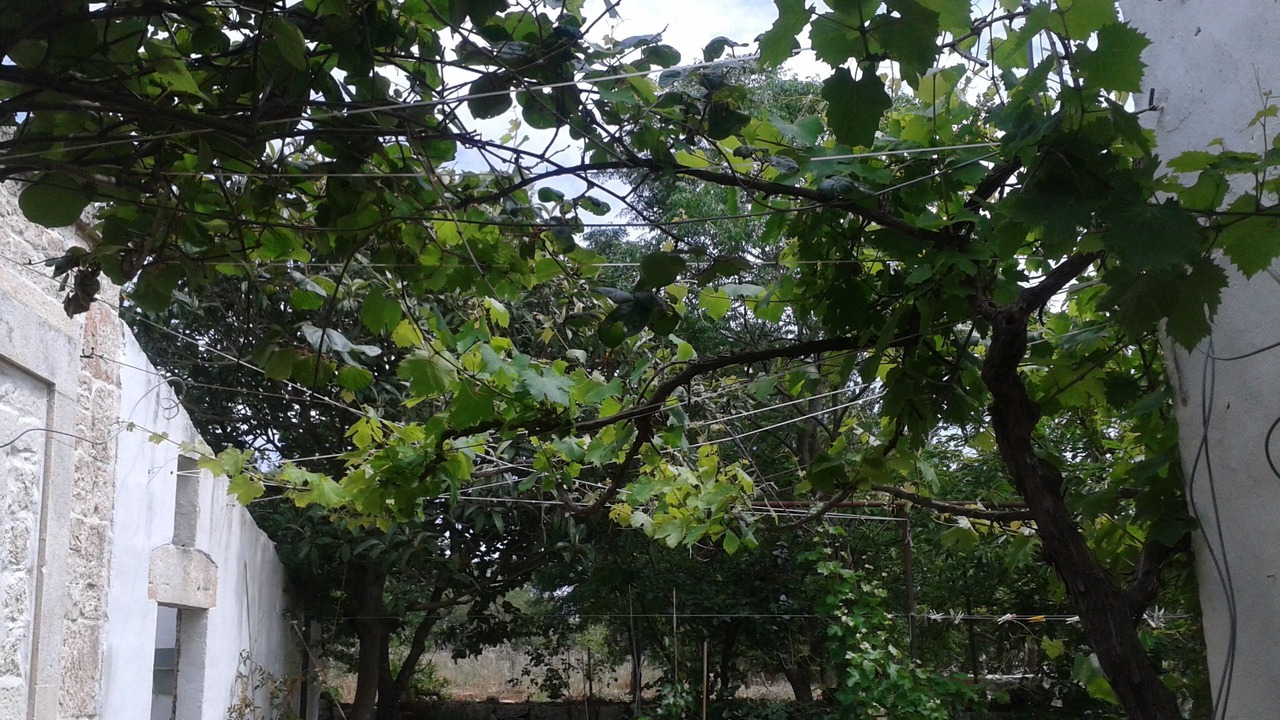 Photo of Others in Noci