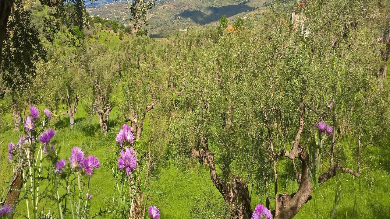 Photo of Outdoor in Ascea