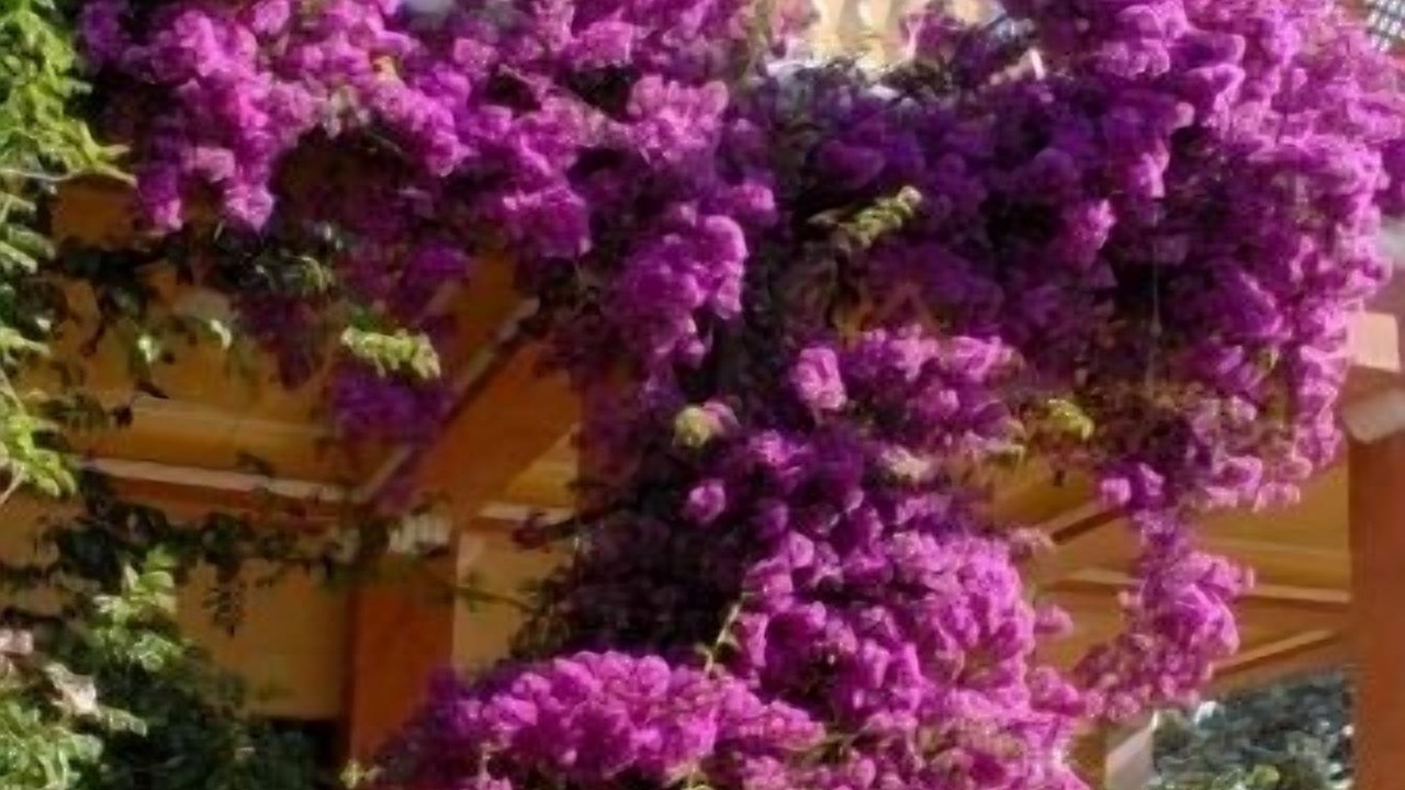 Photo of Outdoor in Alezio
