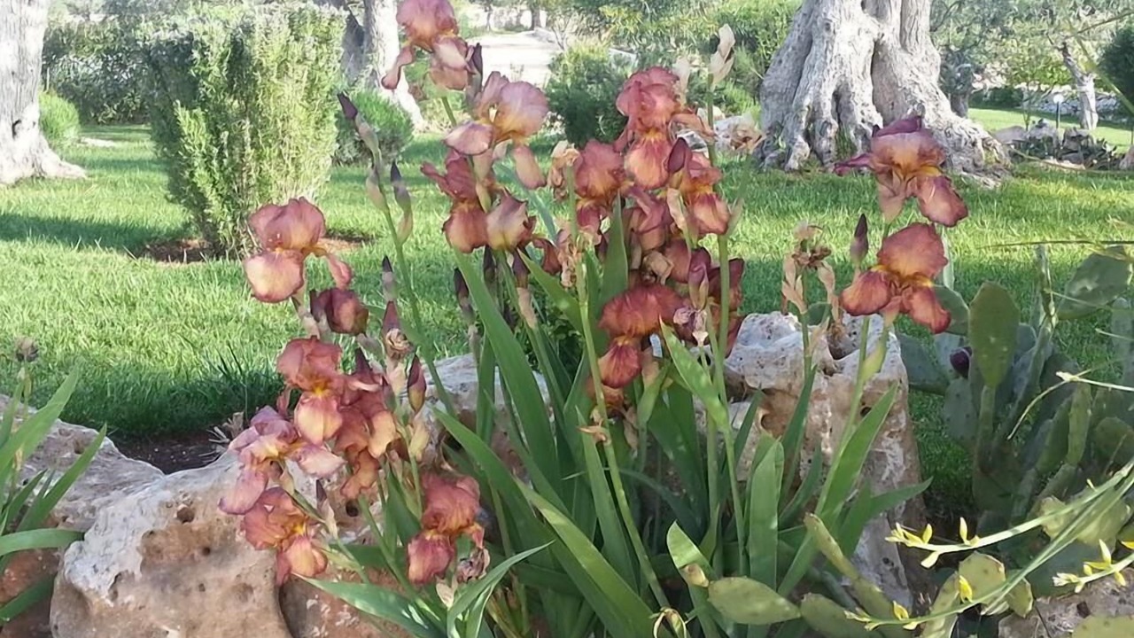Photo of Outdoor in Conversano
