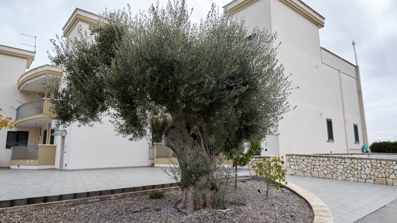 Photo of Outdoor in Pozzo Faceto