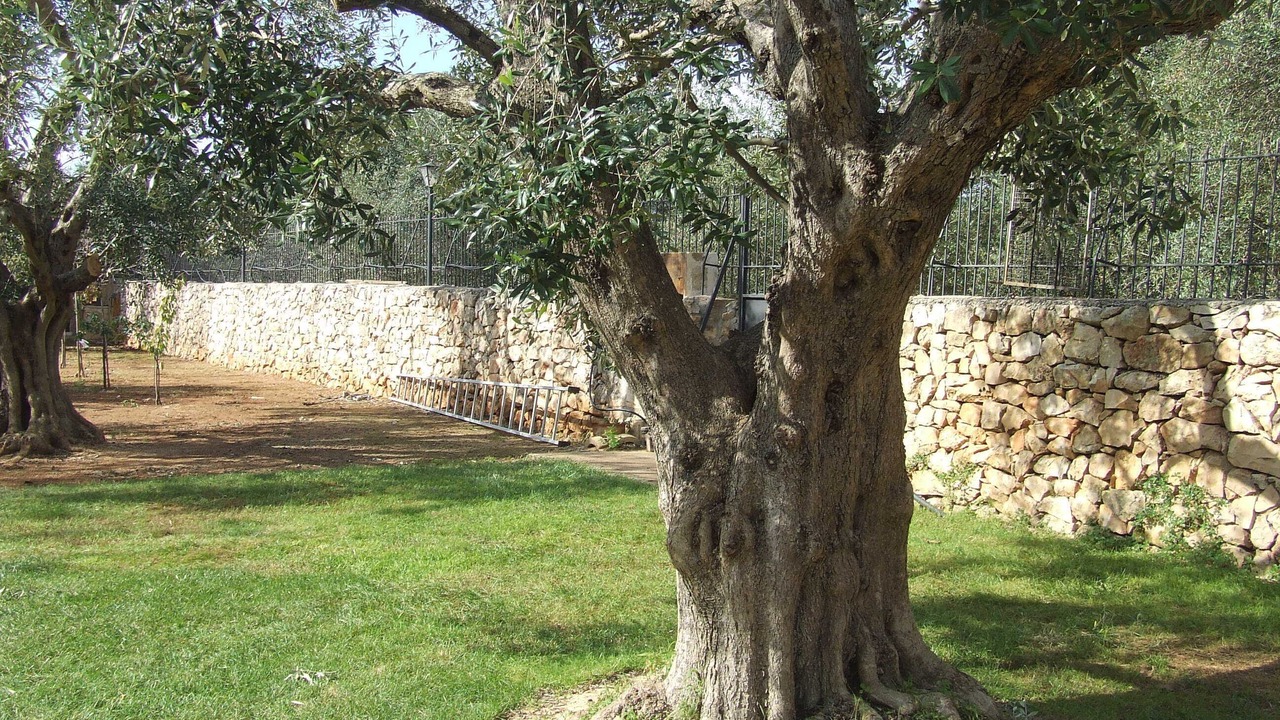 Photo of Outdoor in Sannicola