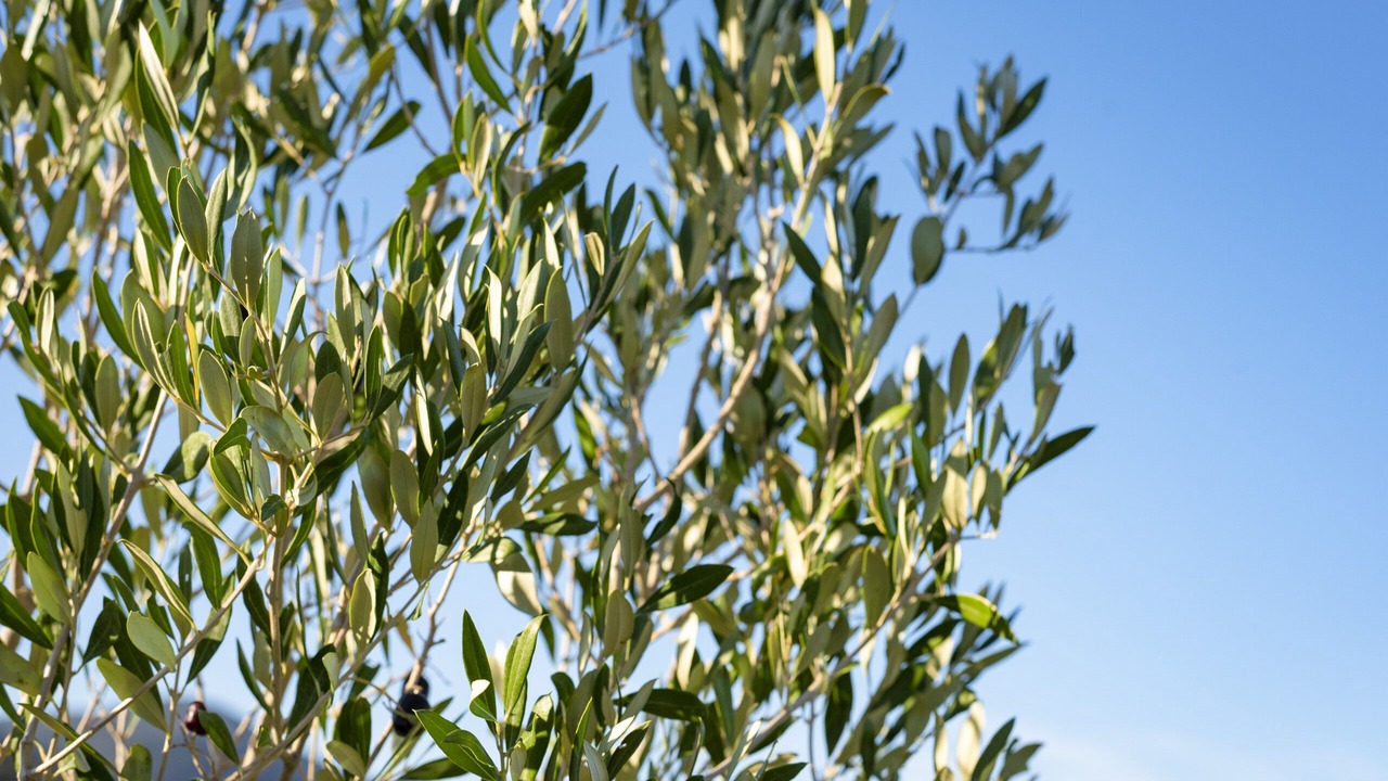 Photo of Outdoor in Pian di Rocca