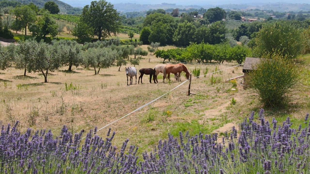 Photo of Others in Casperia